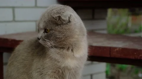 Funny fluffy british cat Stock Footage 190999893