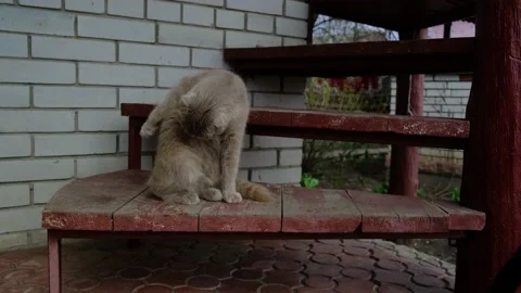 Funny fluffy british cat Stock Footage 191000045