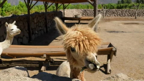 Funny fluffy brown alpaca chewing on green leaves 库存影片 335270723