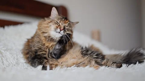 Funny fluffy cat licking her hair at home Stock Footage 285544560