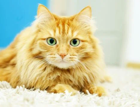 Funny fluffy ginger cat lying Stock Photos