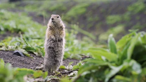 Funny fluffy gopher stands on his hind legs and looks into the camera Stock Footage 96063284