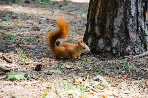 Funny fluffy squirrel with nut in teeth on a ground covered with colorful Stock Photos
