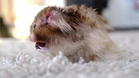 Funny fluffy Syrian hamster eats a a Stock Video Pond5