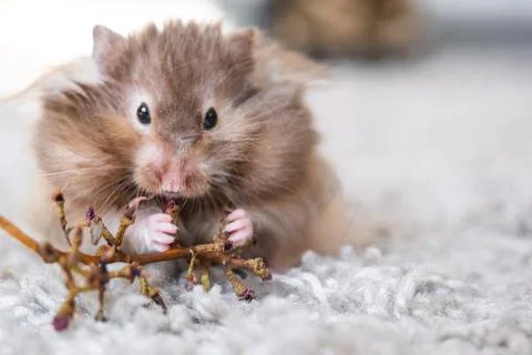 Funny fluffy Syrian hamster eats a green branch of clover, stuffs his cheek.. Foto stock