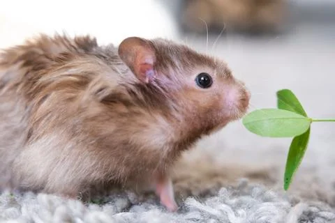 Funny fluffy Syrian hamster eats a green branch of clover, stuffs his cheek.. Foto stock