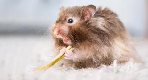 Funny fluffy Syrian hamster eats screaming, surprised with his mouth open. .. 스톡 사진