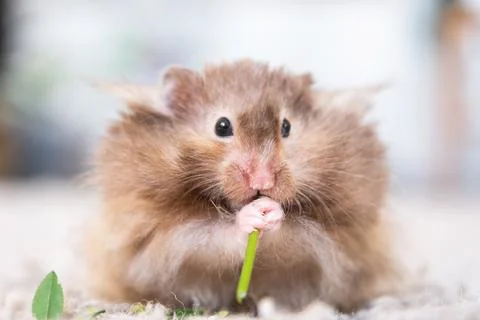 Funny fluffy Syrian hamster eats a green branch of clover, stuffs his cheek.. Foto stock