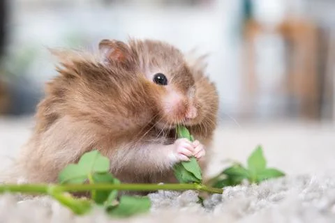 Funny fluffy Syrian hamster eats a green branch of clover, stuffs his cheek.. 스톡 사진