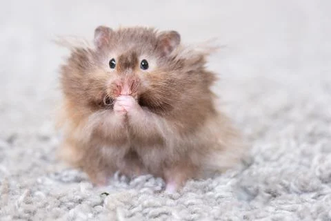 Funny fluffy Syrian hamster eats a green branch of clover, stuffs his cheek.. Stockfoto's