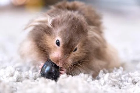 Funny fluffy Syrian hamster eats a a grape berry, stuffs his cheeks. Food f.. Foto stock