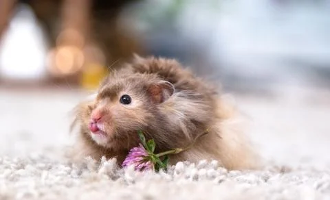 Funny fluffy Syrian hamster eats clover flower, shows the tongue, screaming.. 스톡 사진