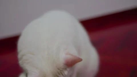 Funny fluffy white cat playing with a brush close-up, at home. Stock Footage 242045662