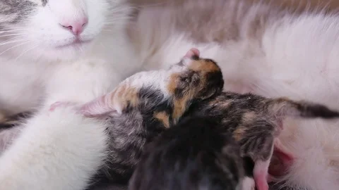 Funny fold cats. cat and kittens. cat feeds newborn kittens. the cat gives birth Video stock 89702596
