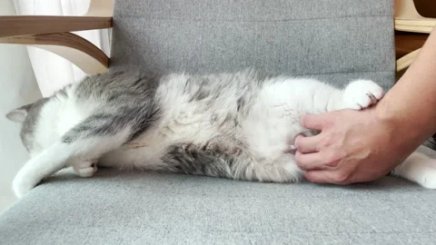 Funny footage of human hand teasing on Scottish fold cat's belly Vidéo 158387964