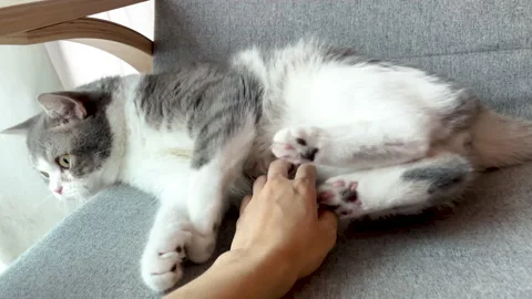 Funny footage of human hand teasing on Scottish fold cat's belly Stock Footage 158407686