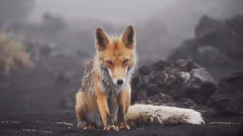 Funny fox in the wild. Lies down, stretches and sticks out his tongue. Stock Footage 116591479