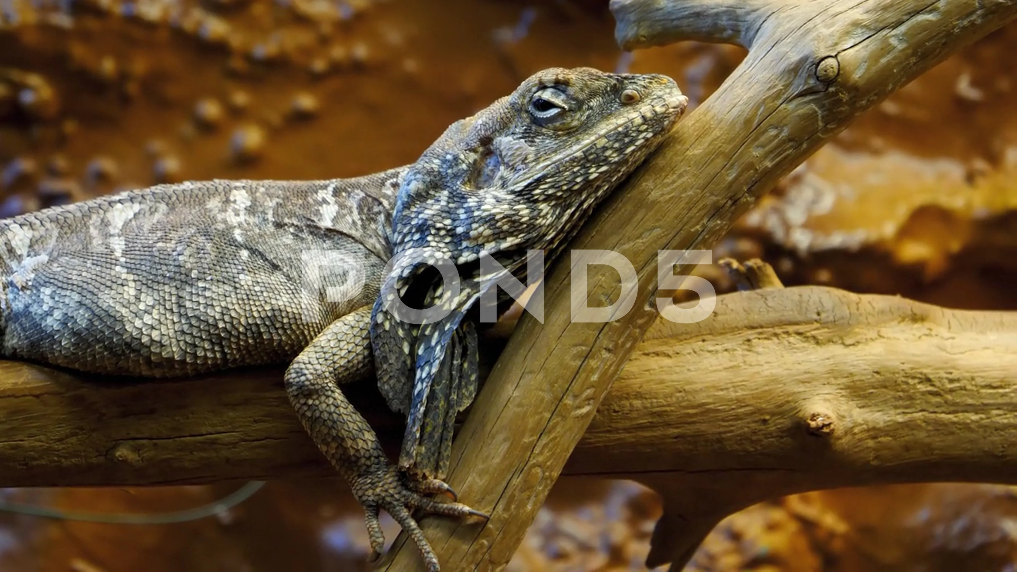 Funny Frill-necked lizard on a branch Stock Video Pond5