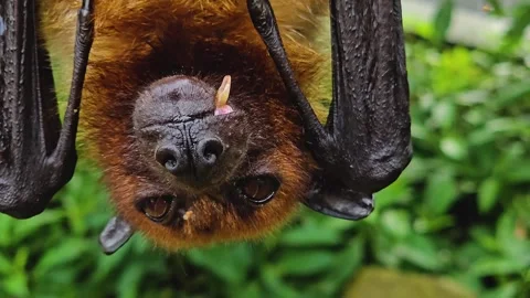 A funny fruit bat hanging from a branch Stock Footage 266696550