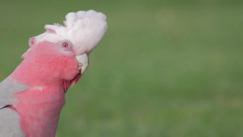 Funny Galah headbob in 4k Stock Footage 137143722