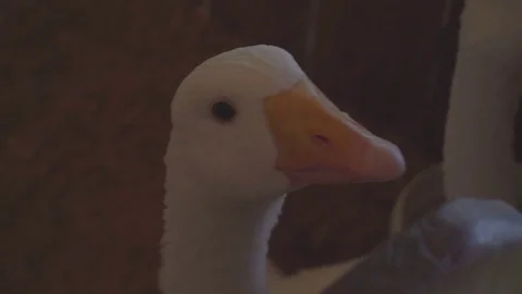 Funny geese close up Stock Footage 82167925