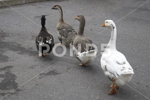 Funny geese family and duck walk in single file Stock Photos