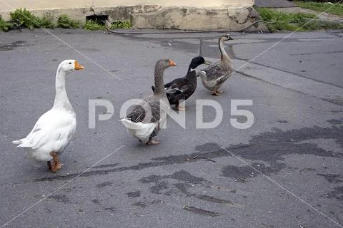 Funny geese family and duck walk in single file Stock Photos