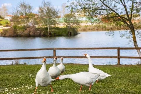 Funny geese fighting over bread on the Tychero Lake and hotel Thrassa in Soufli Stock Photos
