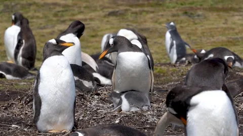 Funny Gentoo Penguin Chick Snuggles with Mother. Fuzzy Feathers on Grass an.. Stock Footage 339510887