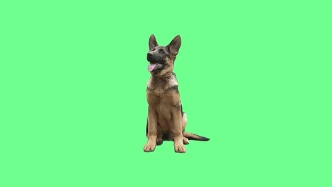 Funny German Shepherd on a Green Screen, slow motion Stock Footage 77537482