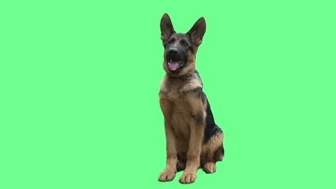 Funny German Shepherd on a Green Screen Stock Footage 77537497
