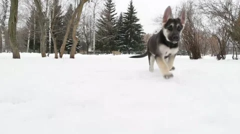 Funny German Shepherd puppy catches up with man Stock Footage 59686172