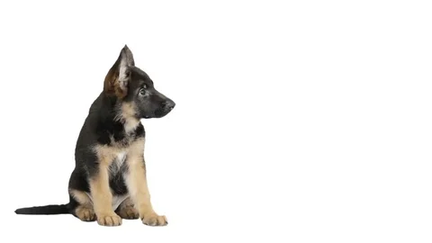 Funny German Shepherd puppy Stock Footage