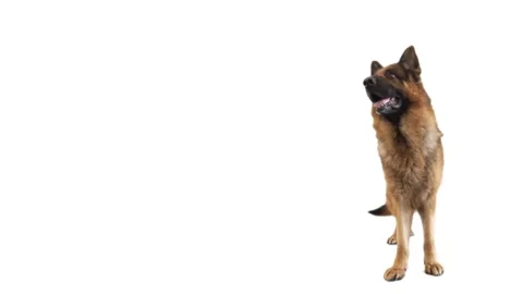 Funny German Shepherd is standing and looking at white background Stock Footage 89686741