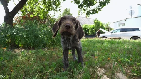 Funny german wirehaired pointer dog plays with his owner on green lawn. Puppy 動画素材 311097738
