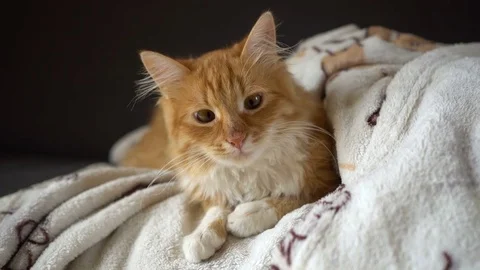 Funny gignger Cat laying at sofa and with curious looking at cam 스톡 동영상 70627954