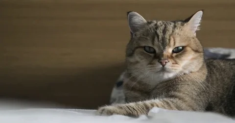 Funny gignger Cat laying at sofa and with curious looking at cam Stock Footage 75961028