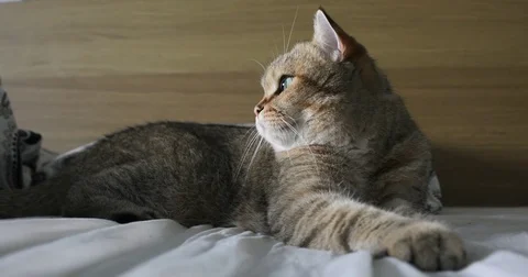 Funny gignger Cat laying at sofa and with curious looking at cam Stock Footage 75963876