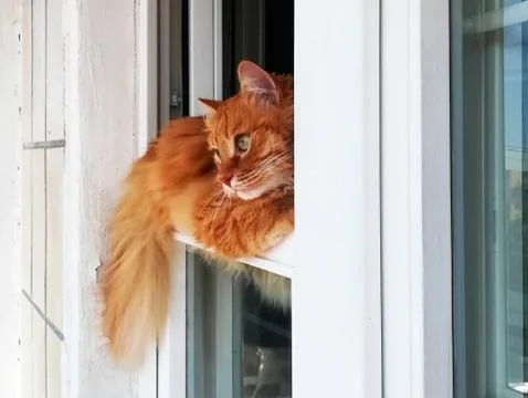 Funny ginger cat is conveniently lying in the window, close-up. Stock Photos