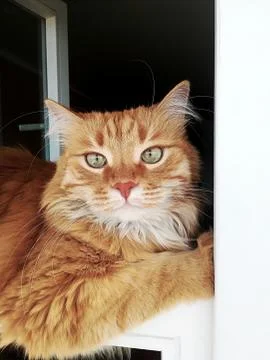 Funny ginger cat is conveniently lying in the window, close-up. Stock Photos