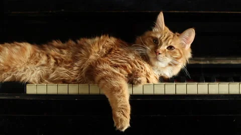 Funny ginger cat, cute resting on old piano key Video stock 238953724