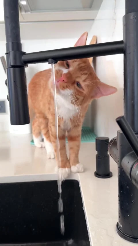 Funny ginger cat drinks water in kitchen 스톡 동영상 332646433
