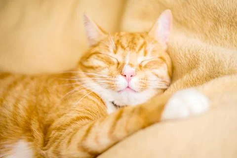 Funny ginger cat lying in the bed on white bed clothes Stock Photos