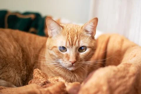 Funny ginger cat lying on a couch Stock Photos