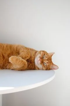 Funny ginger cat lying on the table close up portrait Foto stock