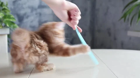 Funny ginger cat playful Video stock 242804929