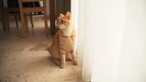 A funny ginger cat sits on the floor next to a window and curtains Stock-Footage 127952604
