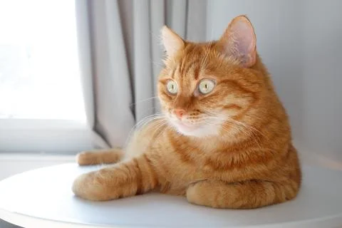 Funny ginger cat sitting on table close up portrait Foto stock