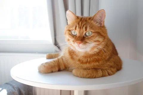 Funny ginger cat sitting on table close up portrait Stock Photos