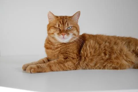 Funny ginger cat sitting on table and winking Stock-Fotos
